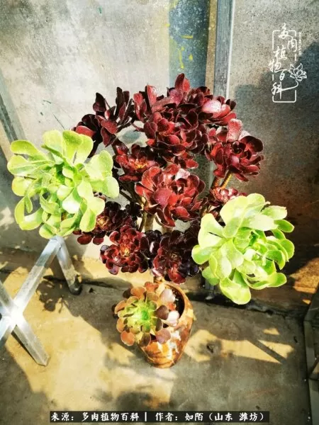阴阳法师阵容搭配推荐平民　dnf男法师平民转什么好-第5张