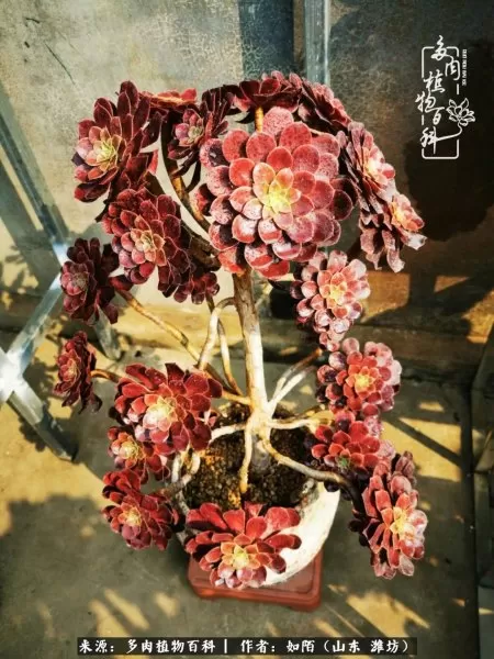 阴阳法师阵容搭配推荐平民　dnf男法师平民转什么好-第7张