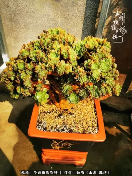 阴阳法师阵容搭配推荐平民　dnf男法师平民转什么好-第12张
