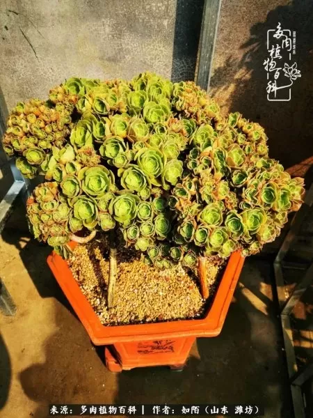 阴阳法师阵容搭配推荐平民　dnf男法师平民转什么好-第15张
