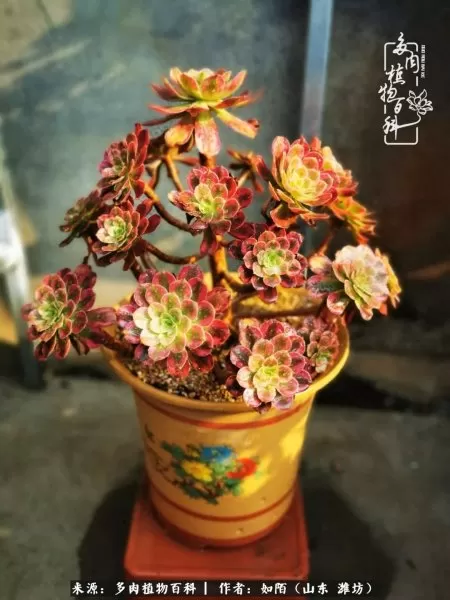 阴阳法师阵容搭配推荐平民　dnf男法师平民转什么好-第29张