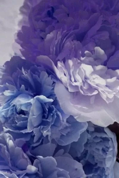 魔法植物搭配阵容最新推荐　魔法植物-第12张