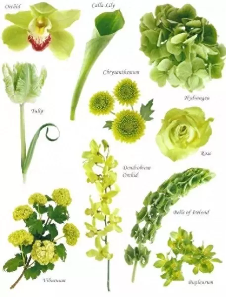 魔法植物搭配阵容最新推荐　魔法植物-第15张