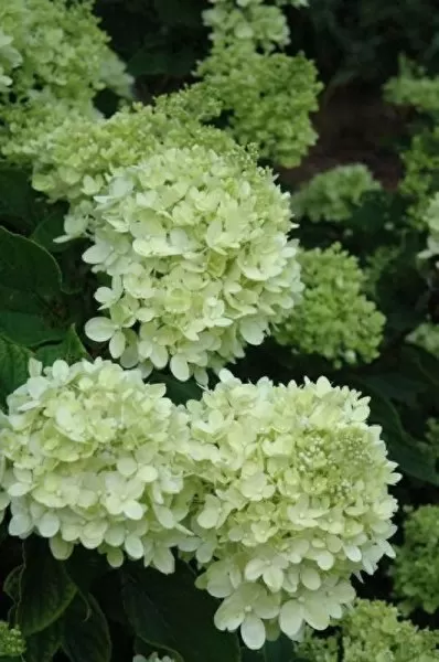 魔法植物搭配阵容最新推荐　魔法植物-第17张