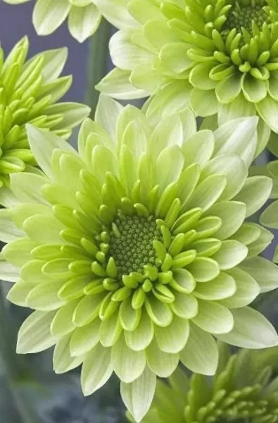 魔法植物搭配阵容最新推荐　魔法植物-第16张