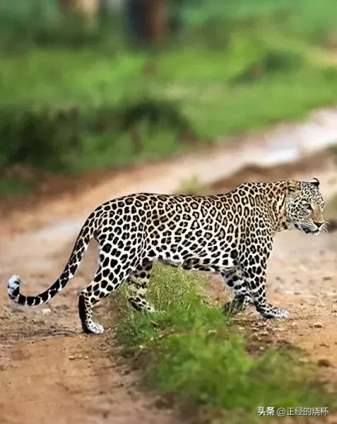 豹子猎食特性推荐阵容搭配　最大的豹子-第2张