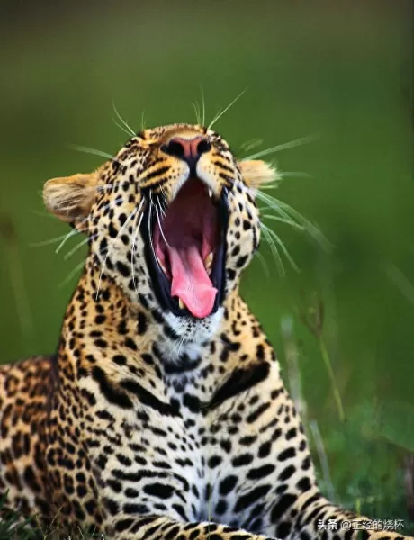 豹子猎食特性推荐阵容搭配　最大的豹子-第3张