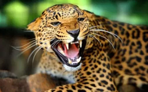 豹子猎食特性推荐阵容搭配　最大的豹子-第13张