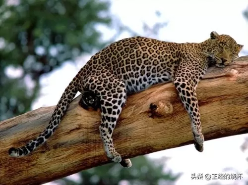 豹子猎食特性推荐阵容搭配　最大的豹子-第12张