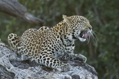 豹子猎食特性推荐阵容搭配　最大的豹子-第14张
