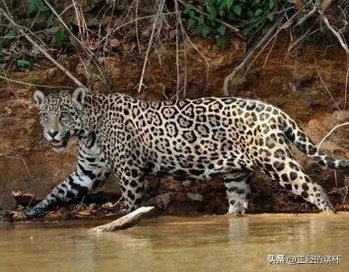 豹子猎食特性推荐阵容搭配　最大的豹子-第16张