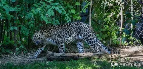 豹子猎食特性推荐阵容搭配　最大的豹子-第18张