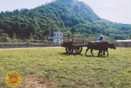 部落农场游戏推荐阵容搭配　农场部落-第9张