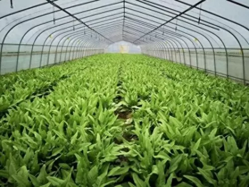 部落管家推荐阵容搭配最新　管家铃任务部落-第12张