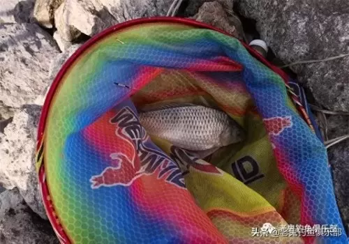 野战之王搭配阵容推荐最新　新版本最强阵容-第5张