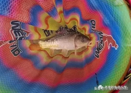 野战之王搭配阵容推荐最新　新版本最强阵容-第7张