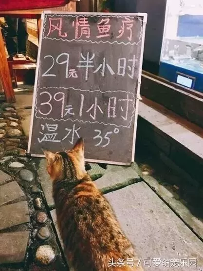 萌宠对决阵容搭配图片高清　萌宠觉醒安卓叫什么-第16张