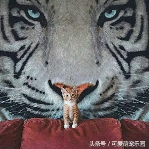 萌宠对决阵容搭配图片高清　萌宠觉醒安卓叫什么-第18张
