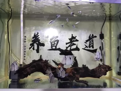 迷你妖姬阵容搭配图片大全　妖姬ol2平民最强阵容-第5张