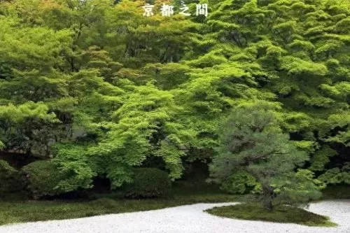 红叶狩猎阵容搭配推荐最新　红叶相思阵容-第9张