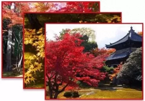 红叶狩猎阵容搭配推荐最新　红叶相思阵容-第17张
