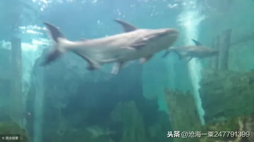 英灵传说高冠阵容搭配攻略　英灵传说阵容搭配推荐-第1张