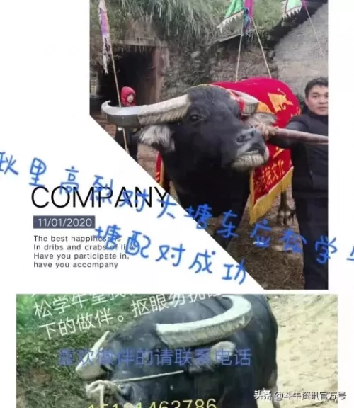 王者荣耀牛王阵容搭配最新　王者荣耀最厉害的阵容-第6张