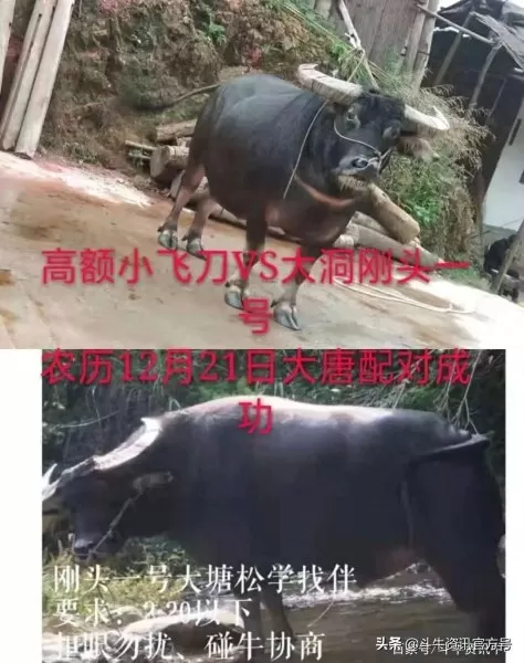 王者荣耀牛王阵容搭配最新　王者荣耀最厉害的阵容-第7张