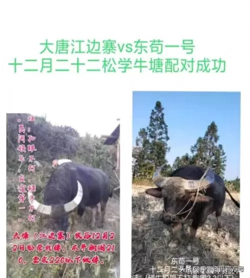 王者荣耀牛王阵容搭配最新　王者荣耀最厉害的阵容-第8张