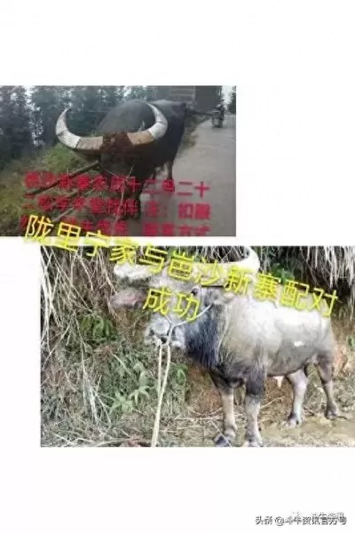 王者荣耀牛王阵容搭配最新　王者荣耀最厉害的阵容-第10张
