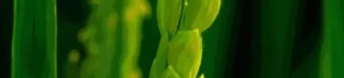 超能世界火羽凤凰搭配阵容　超能世界电魂龙裔搭配-第2张