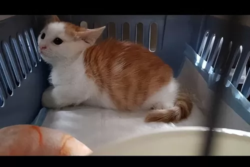部落冲突猫咪阵容搭配推荐　猫咪大作战培养什么猫-第2张