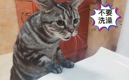 部落冲突猫咪阵容搭配推荐　猫咪大作战培养什么猫-第3张
