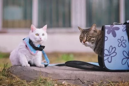 部落冲突猫咪阵容搭配推荐　猫咪大作战培养什么猫-第5张