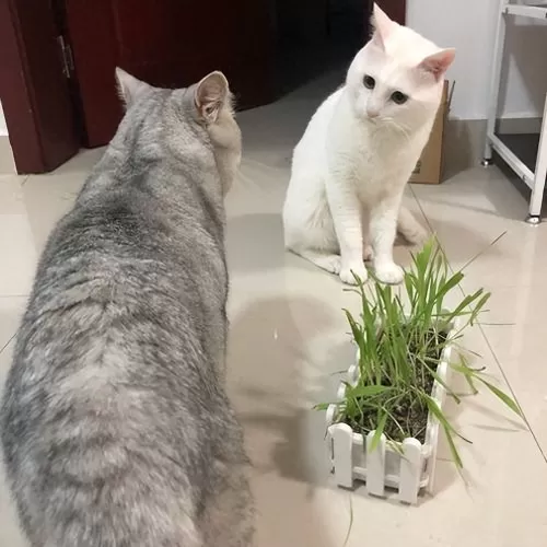 部落冲突猫咪阵容搭配推荐　猫咪大作战培养什么猫-第6张