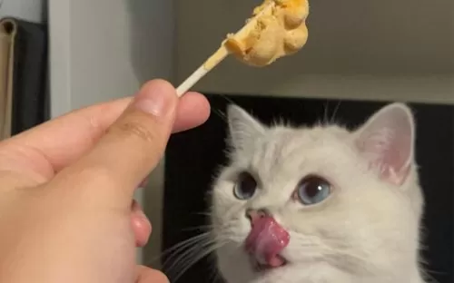 部落冲突猫咪阵容搭配推荐　猫咪大作战培养什么猫-第8张