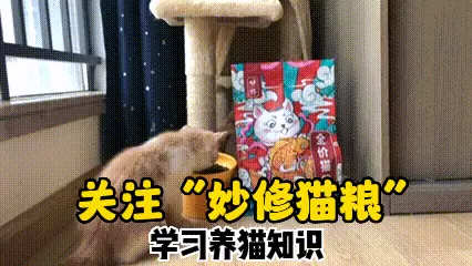 部落冲突猫咪阵容搭配推荐　猫咪大作战培养什么猫-第10张