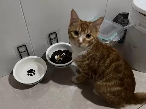 部落冲突猫咪阵容搭配推荐　猫咪大作战培养什么猫-第9张