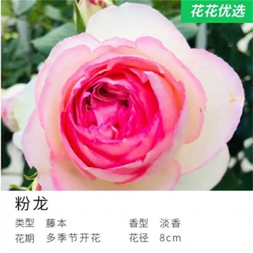 美丽宝石推荐阵容最新搭配　离吞吞是什么阵容-第8张