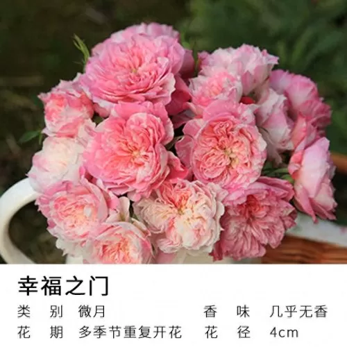 美丽宝石推荐阵容最新搭配　离吞吞是什么阵容-第9张
