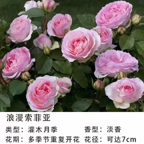 美丽宝石推荐阵容最新搭配　离吞吞是什么阵容-第11张