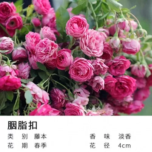 美丽宝石推荐阵容最新搭配　离吞吞是什么阵容-第13张