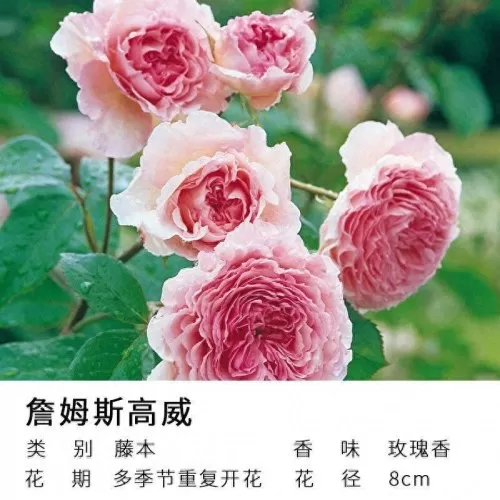 美丽宝石推荐阵容最新搭配　离吞吞是什么阵容-第12张