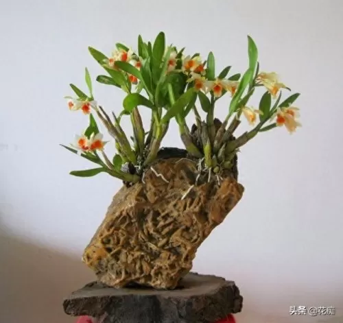 铁皮宝石阵容搭配攻略最新　绿宝石攻略-第5张