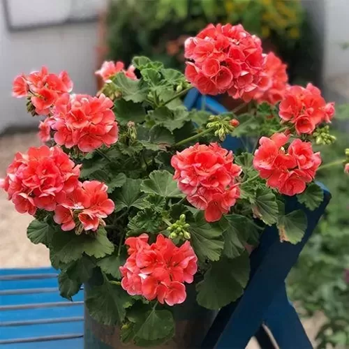 生根发芽阵容搭配图表最新　生根和发芽的顺序排列-第2张
