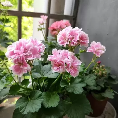 生根发芽阵容搭配图表最新　生根和发芽的顺序排列-第3张
