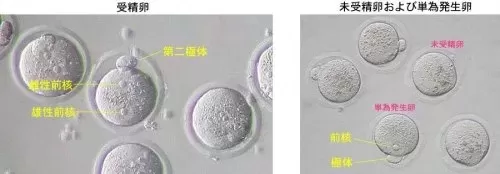 蚂蚁帝国最强昆虫阵容搭配　蚂蚁崛起最强队伍-第9张