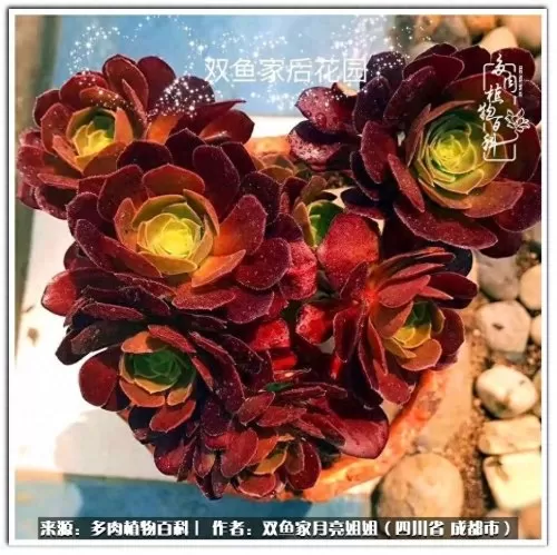 玫瑰钻石法师推荐阵容搭配　五个法师的阵容叫什么-第2张