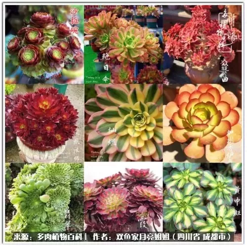 玫瑰钻石法师推荐阵容搭配　五个法师的阵容叫什么-第4张