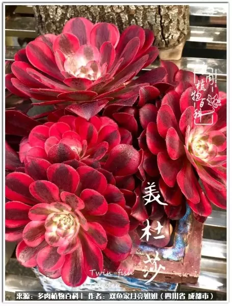玫瑰钻石法师推荐阵容搭配　五个法师的阵容叫什么-第5张